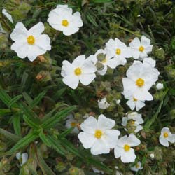 Ciste de Montpellier / Cistus monspeliensis